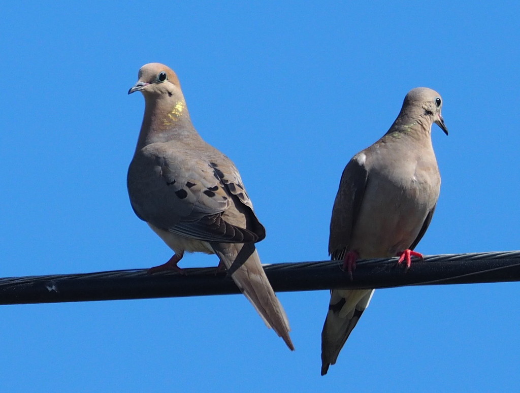 2 Doves on a Telephone Wire by redy4et