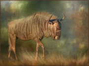 28th May 2020 -  Gnu or Wildebeest