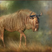  Gnu or Wildebeest by ludwigsdiana