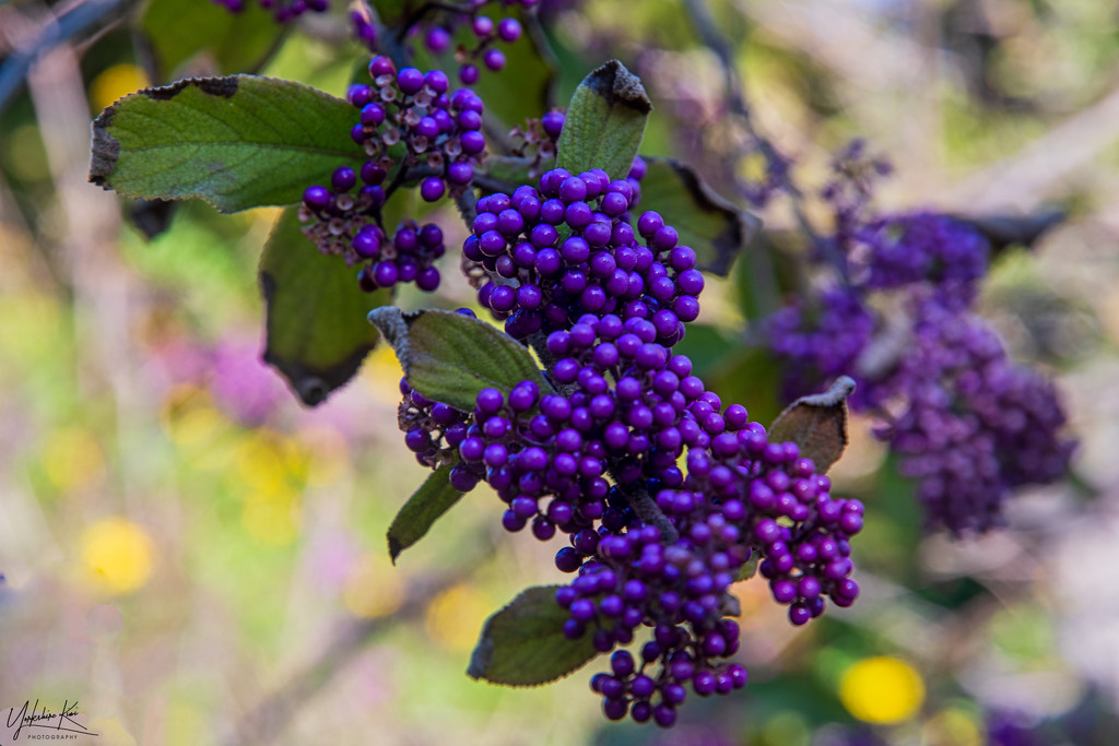 Purple berries by yorkshirekiwi