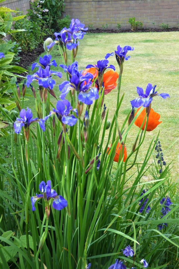 Irises and poppies  by beryl
