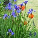 Irises and poppies  by beryl