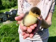 28th May 2020 - Baby duckling 