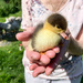 Baby duckling  by pamknowler