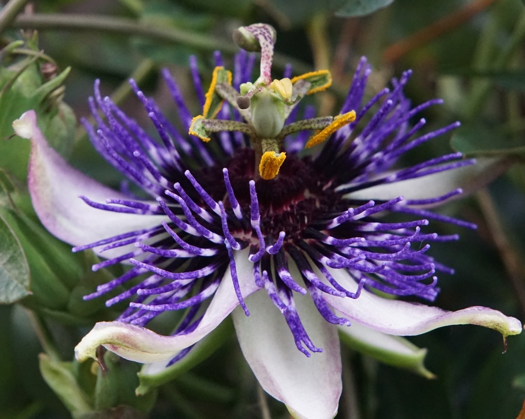 the first passion flower of 2020 by quietpurplehaze