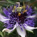 the first passion flower of 2020 by quietpurplehaze