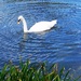 Swan by plainjaneandnononsense