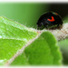  Ladybird by bybri