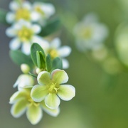 23rd May 2020 - Unknown Wildflowers.... _DSC2255
