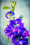 27th May 2020 - larkspur with textures