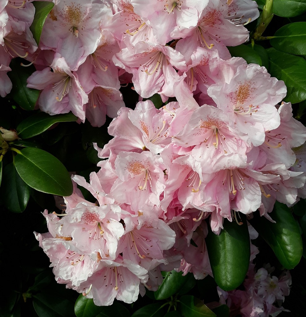 Pink Rhododendron  by julie
