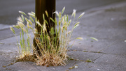 28th May 2020 - Timothy (Phleum pratense)