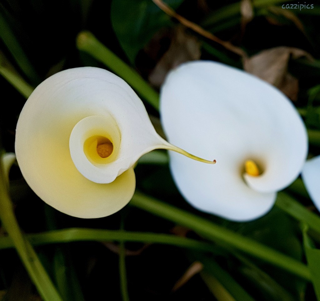 Calla Lily by serendypyty