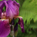 25th May iris fern by valpetersen