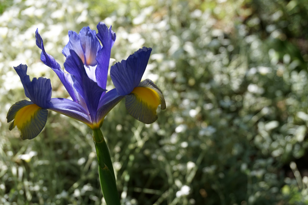 26th May Iris by valpetersen