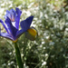 26th May Iris by valpetersen