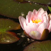 27th May waterlily  by valpetersen