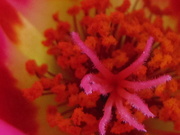 28th May 2020 - Pollen Closeup