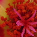Pollen Closeup by photogypsy