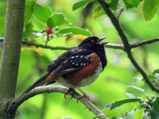 28th May 2020 - Singing Spotted Towhee