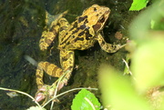 28th May 2020 - Frog In The Pond
