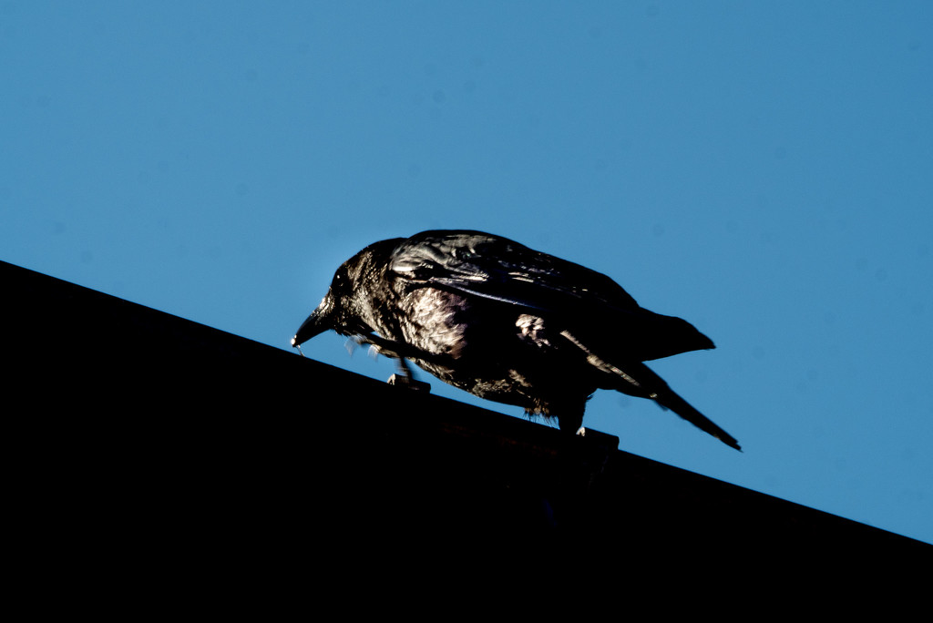 Covid Crow  by judithmullineux