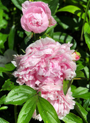 28th May 2020 - The Peonies 