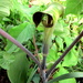 One Jack-in-the-pulpit left by bruni