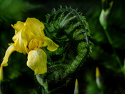 28th May 2020 - Iris and Ferns