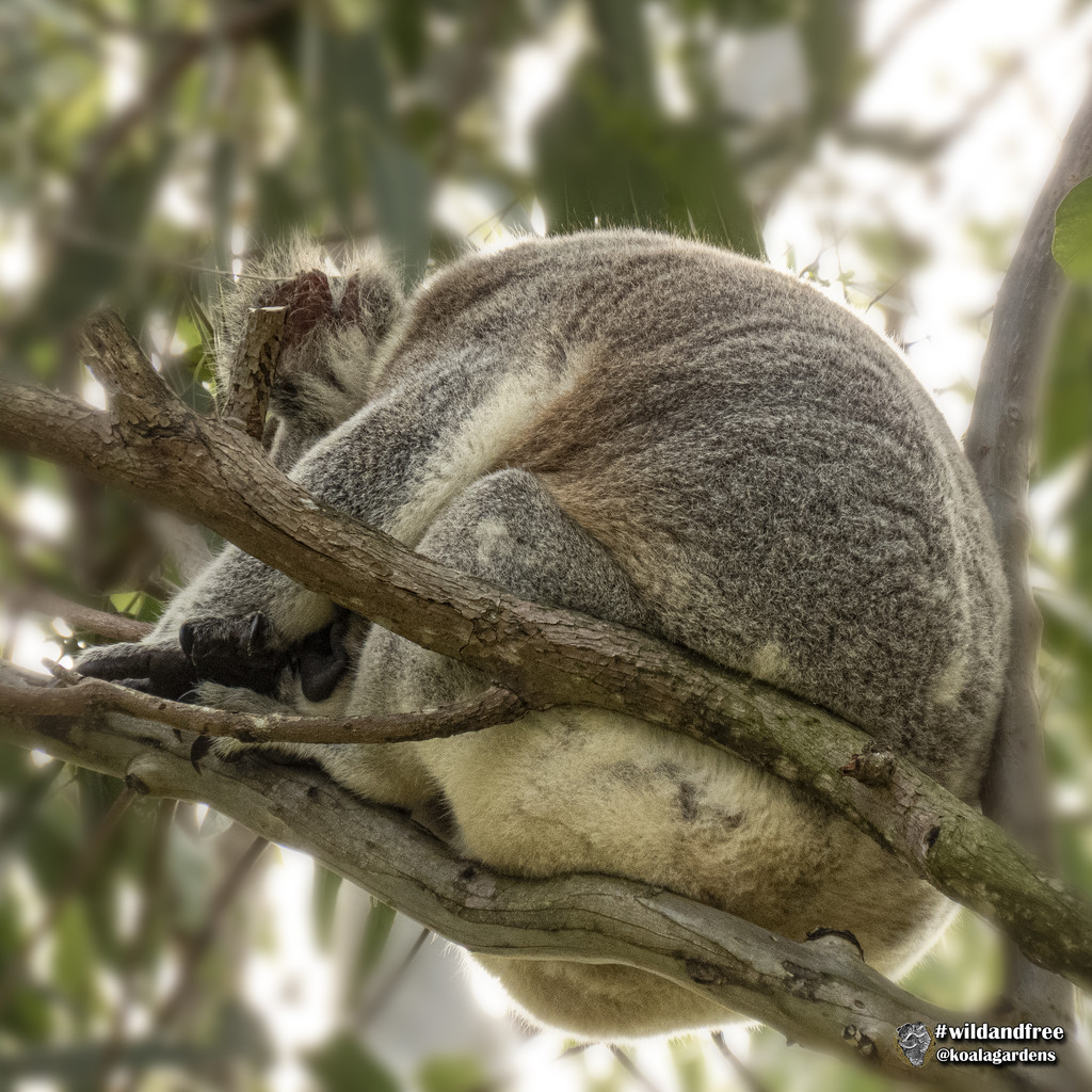 klassic koala by koalagardens