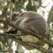 28th May 2020 - klassic koala