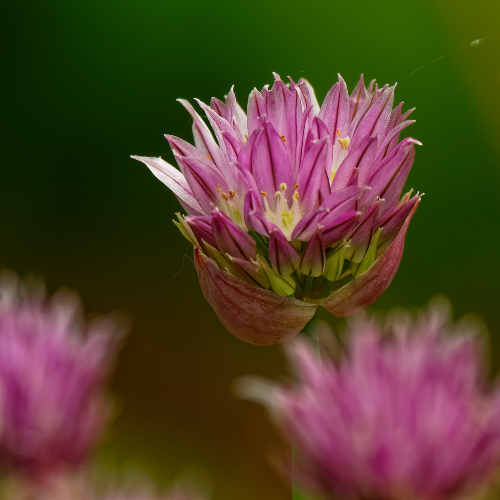 chives by rminer