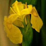 28th May 2020 - yellow iris 