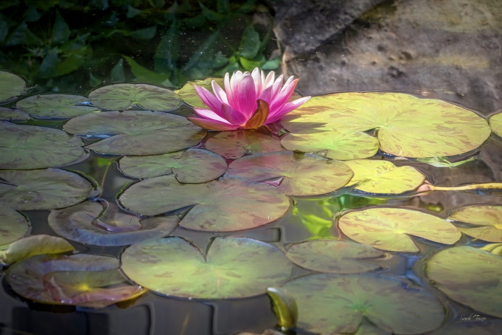 First lily bloom on the pond this season  by samae