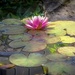 First lily bloom on the pond this season  by samae