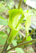 28th May 2020 - Jack-In-The-Pulpit