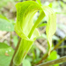 Jack-In-The-Pulpit by vera365