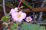 13th May 2020 - Strawberry flowers