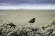 28th May 2020 - Oyster Catcher Pair