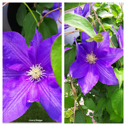 28th May 2020 - Clematis Collage