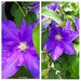 Clematis Collage by larrysphotos