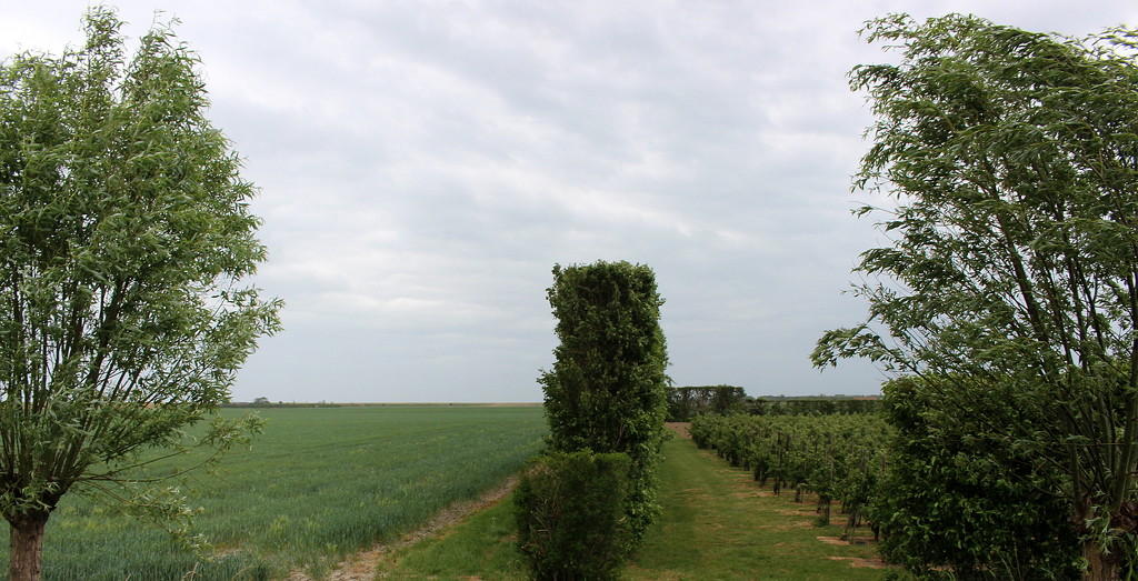 A view on the left and right side of the hedge by pyrrhula
