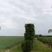 A view on the left and right side of the hedge by pyrrhula