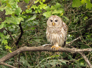 28th May 2020 - Barred Owl