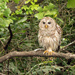 Barred Owl by lynne5477