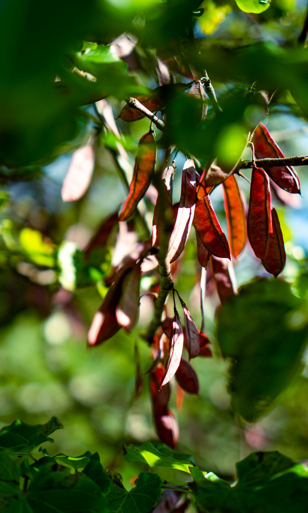 Redbud seed pods by randystreat