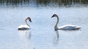 27th May 2020 - Trumpeter Swan Pair