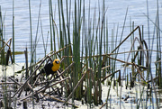 27th May 2020 - Yellow-Headed Blackbird