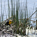 Yellow-Headed Blackbird by bjywamer