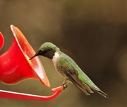 29th May 2020 - Ruby- throated Hummingbird 